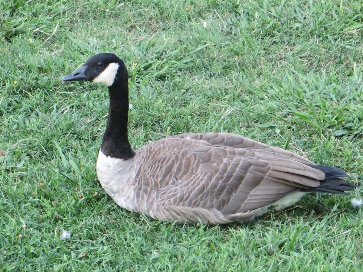 Canada Goose - ML608631273