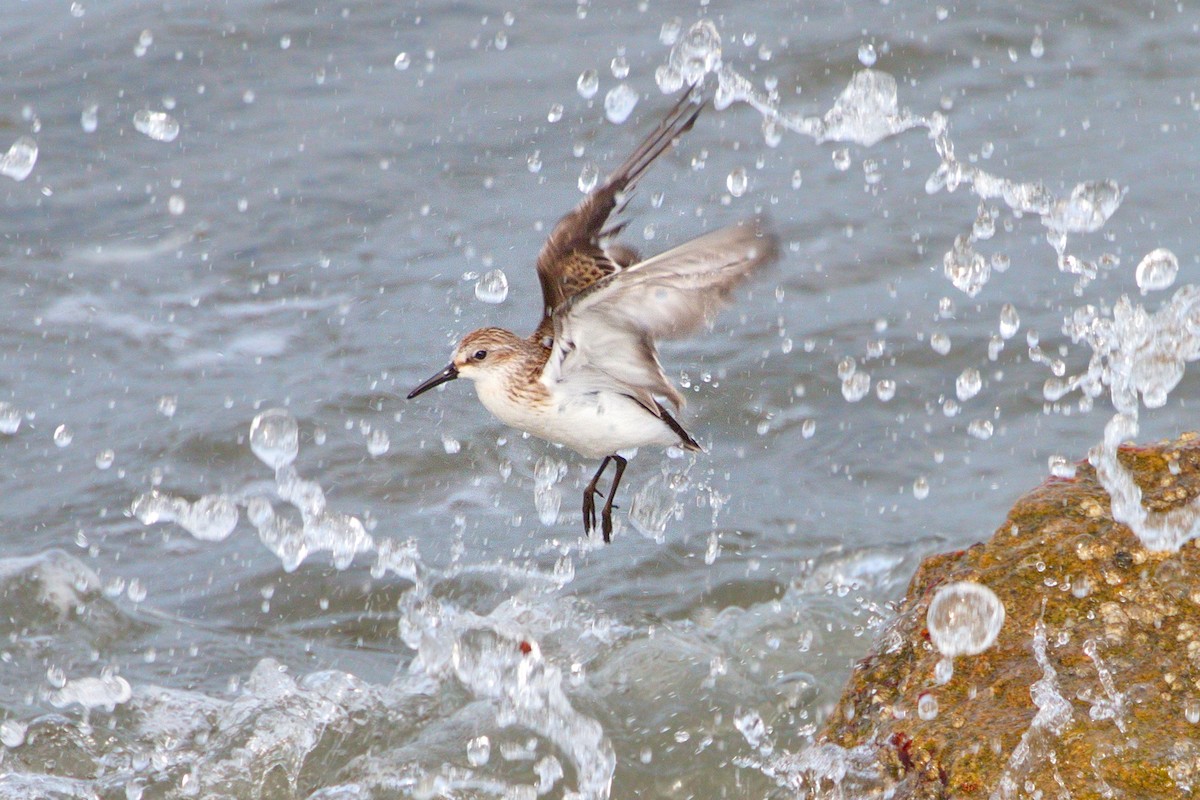 Western Sandpiper - ML608631443