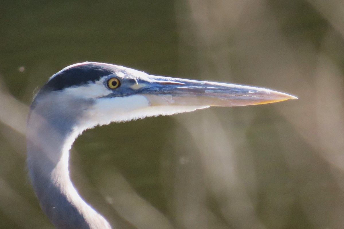 Great Blue Heron - ML608631468
