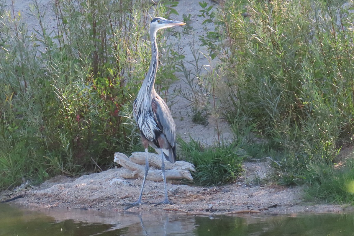 Great Blue Heron - ML608631479