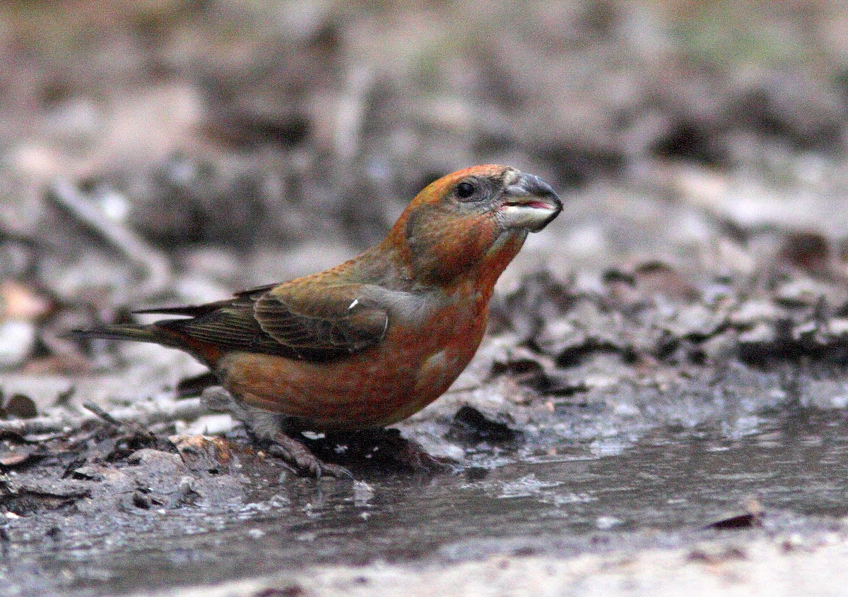 Parrot Crossbill - ML608631492