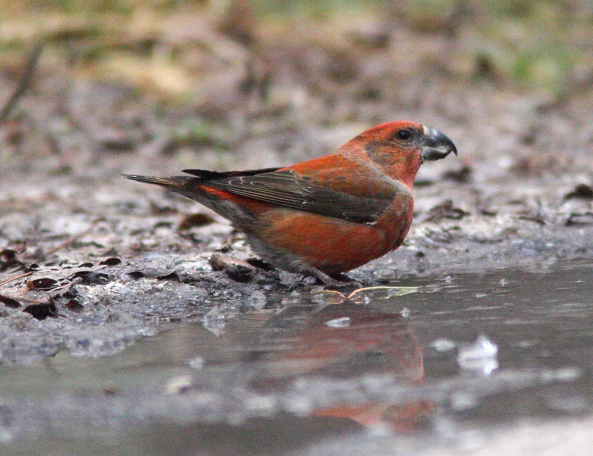 Parrot Crossbill - ML608631495