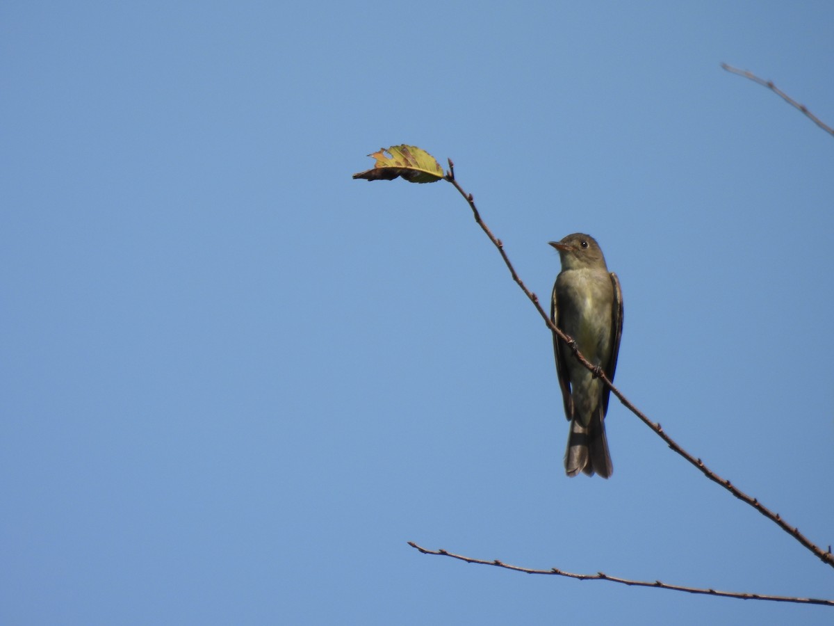 Eastern Wood-Pewee - ML608631496