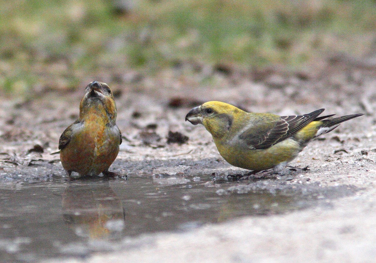 Parrot Crossbill - ML608631505