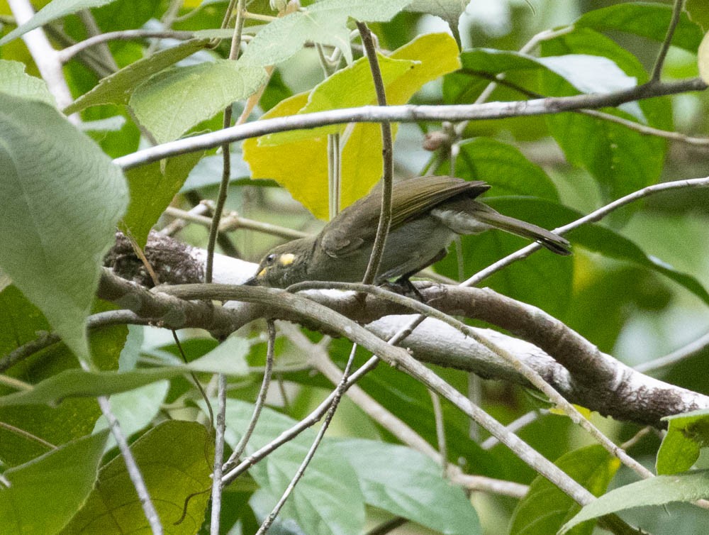 Puff-backed Honeyeater - ML608631552