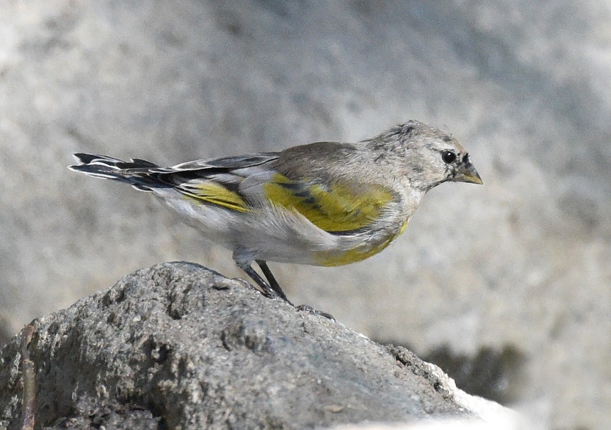 Lawrence's Goldfinch - ML608631574