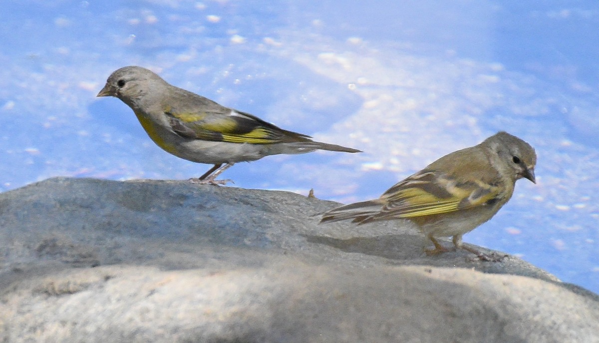 Lawrence's Goldfinch - ML608631575