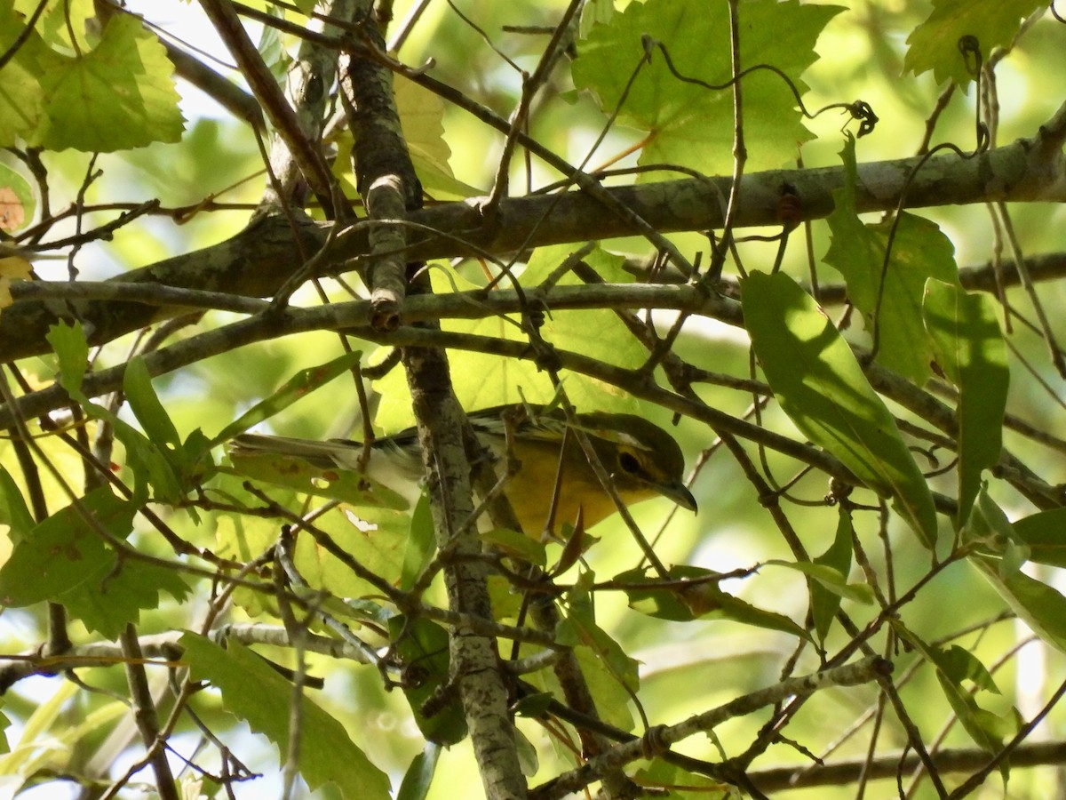 Yellow-throated Vireo - ML608631587