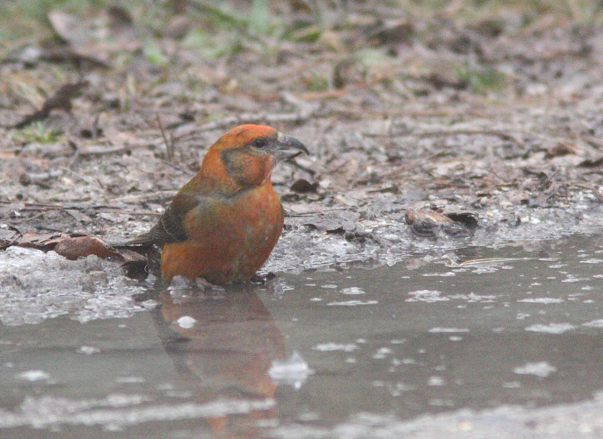 Red Crossbill - ML608631590