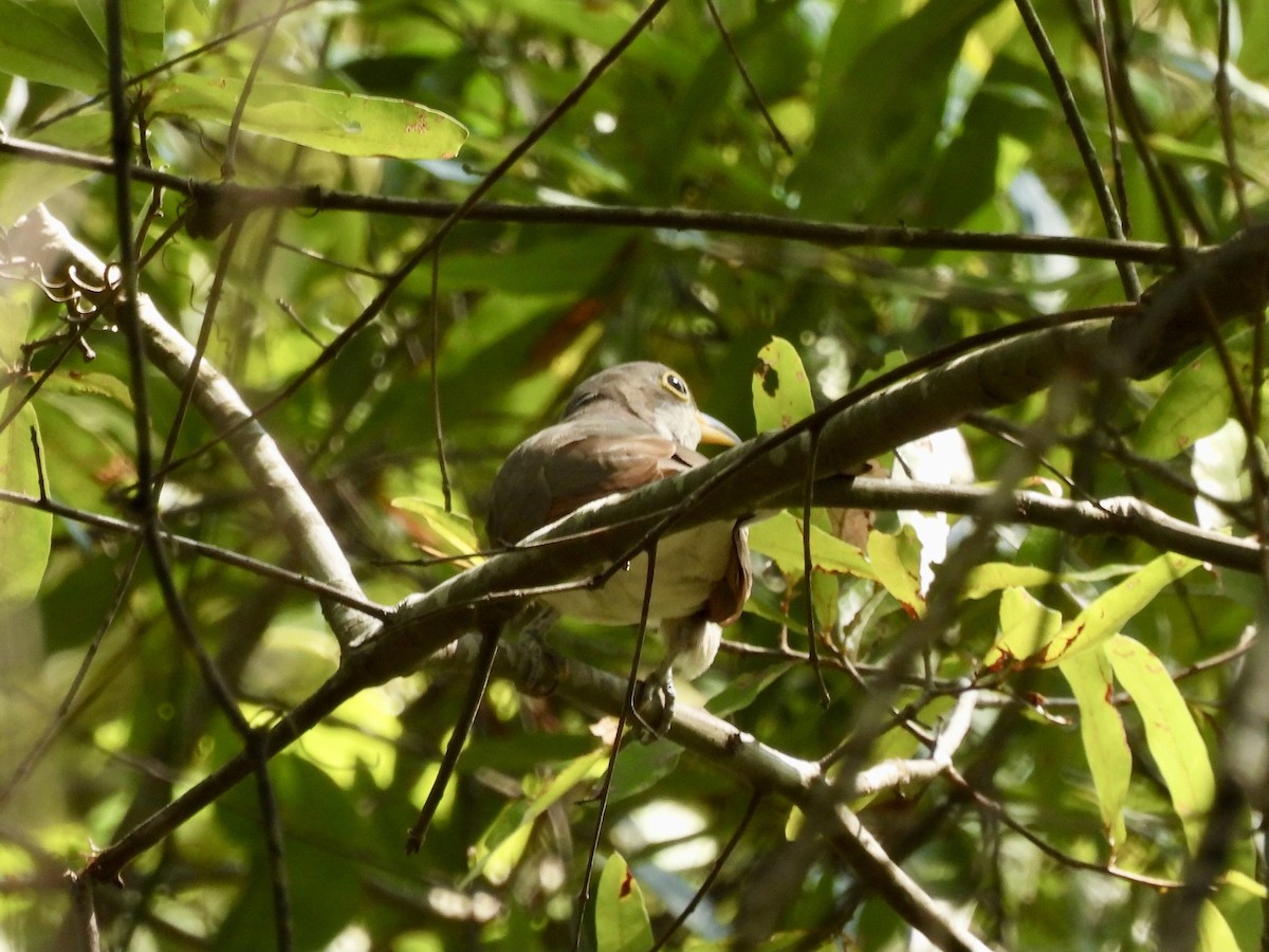 Yellow-billed Cuckoo - ML608631665