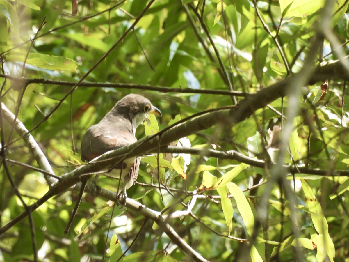 Yellow-billed Cuckoo - ML608631666