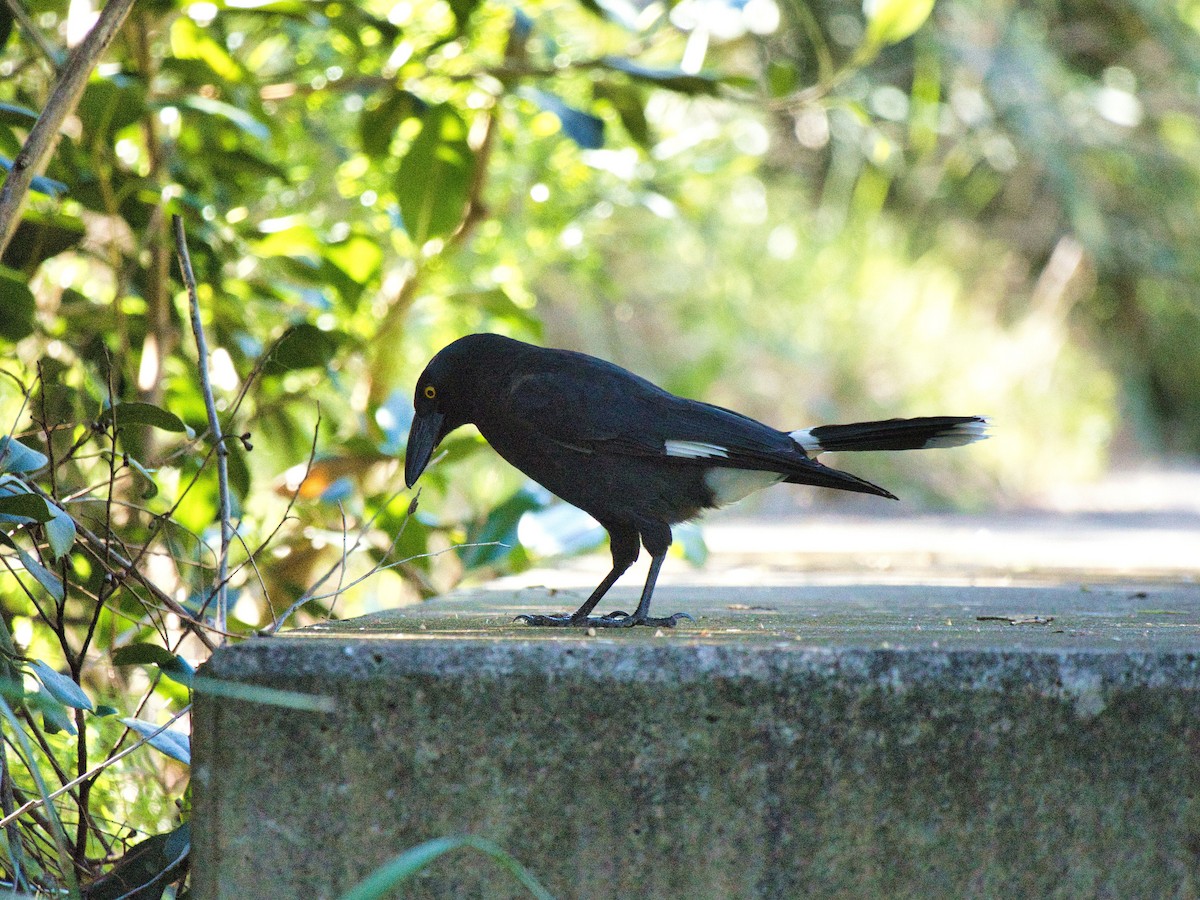 Pied Currawong - ML608631819