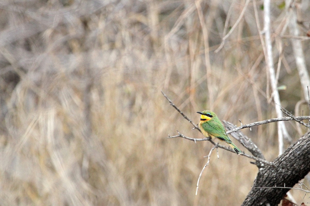 Little Bee-eater - Stuart Cooney