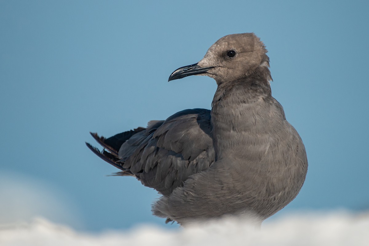 Gray Gull - ML608631838