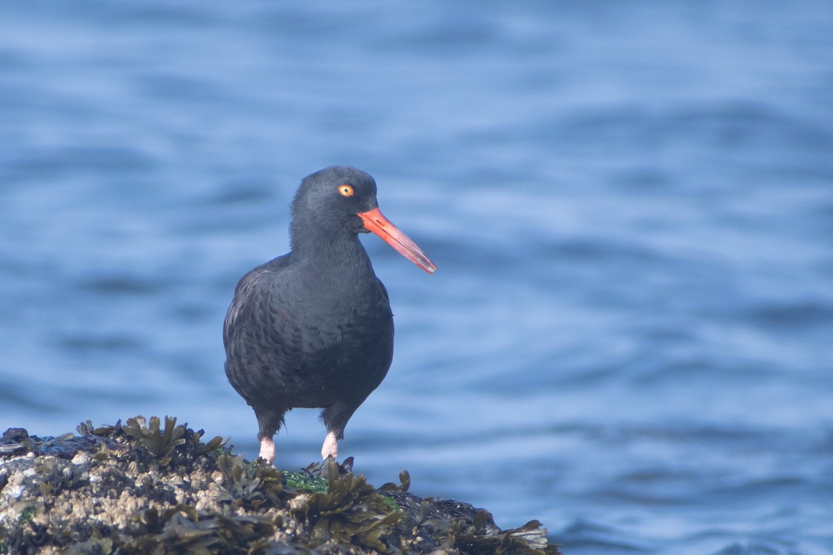 Black Oystercatcher - ML608631862