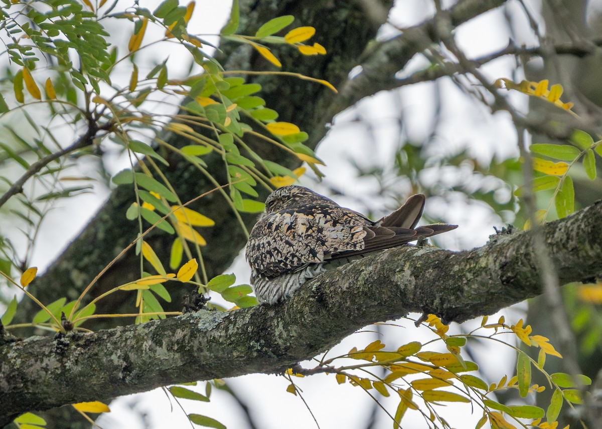 Common Nighthawk - ML608631880