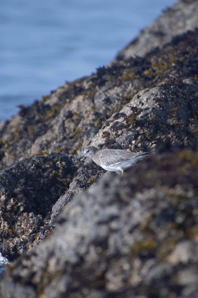 Surfbird - ML608631891