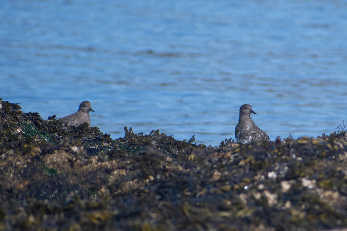 Black Turnstone - ML608631965