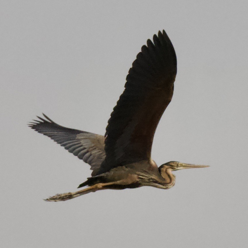 Purple Heron - ML608631979