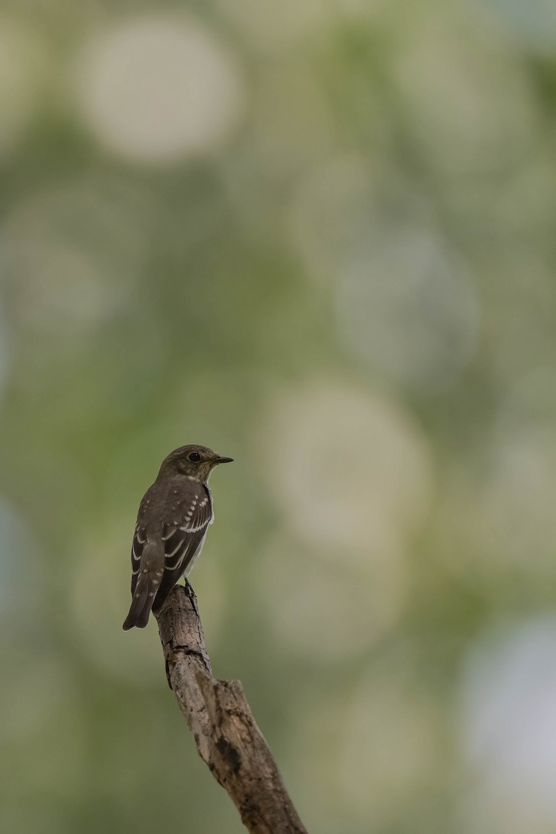 Gray-streaked Flycatcher - ML608632008