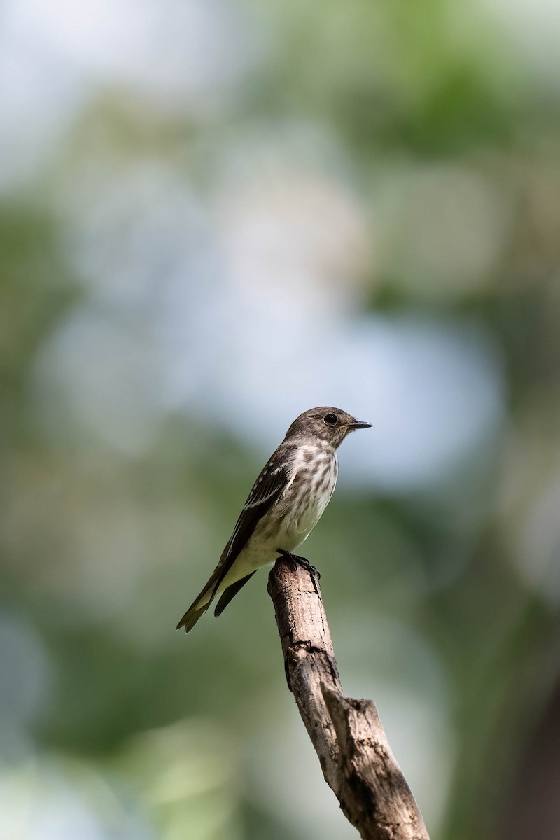 Gray-streaked Flycatcher - ML608632009