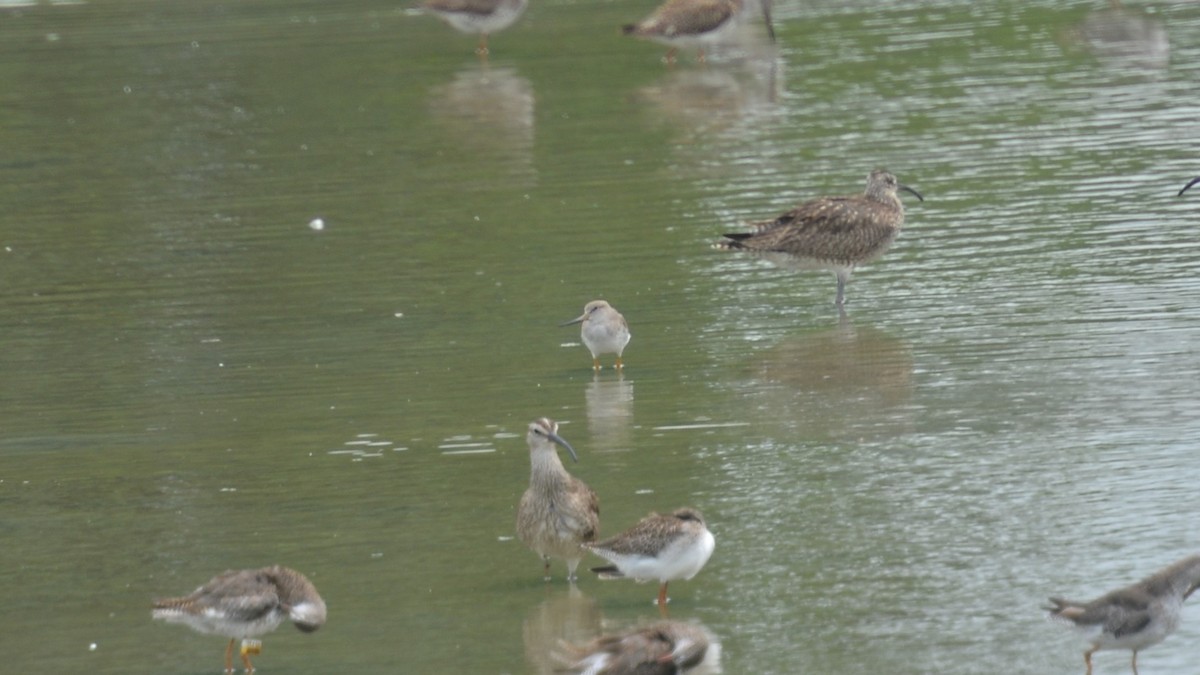 Terek Sandpiper - ML608632092