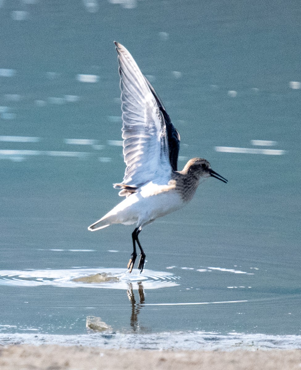 Baird's Sandpiper - ML608632138