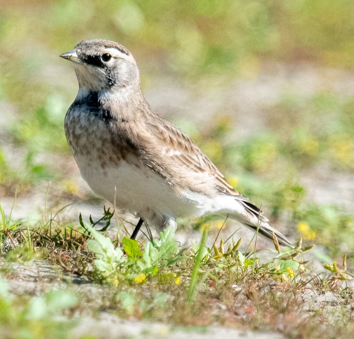 Horned Lark - ML608632141