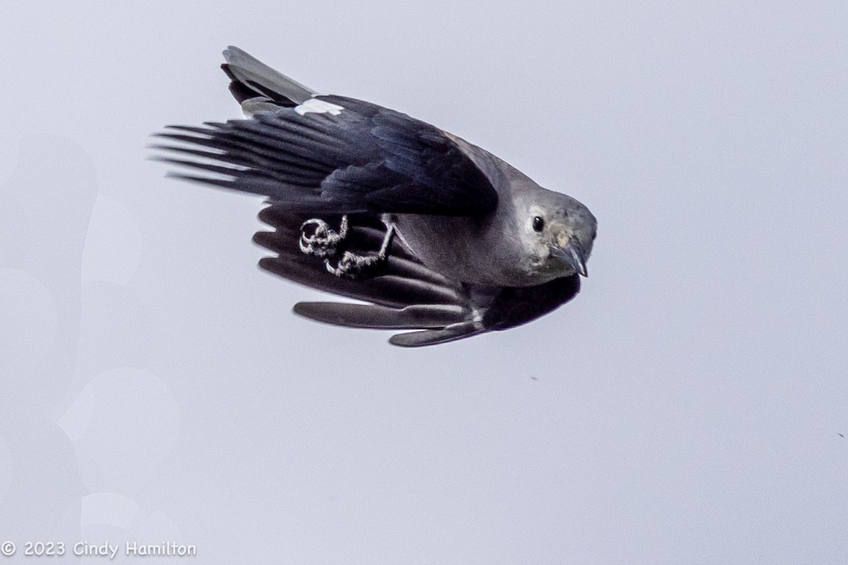 Clark's Nutcracker - ML608632175