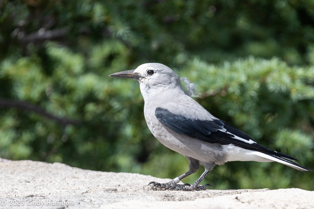 Clark's Nutcracker - ML608632177