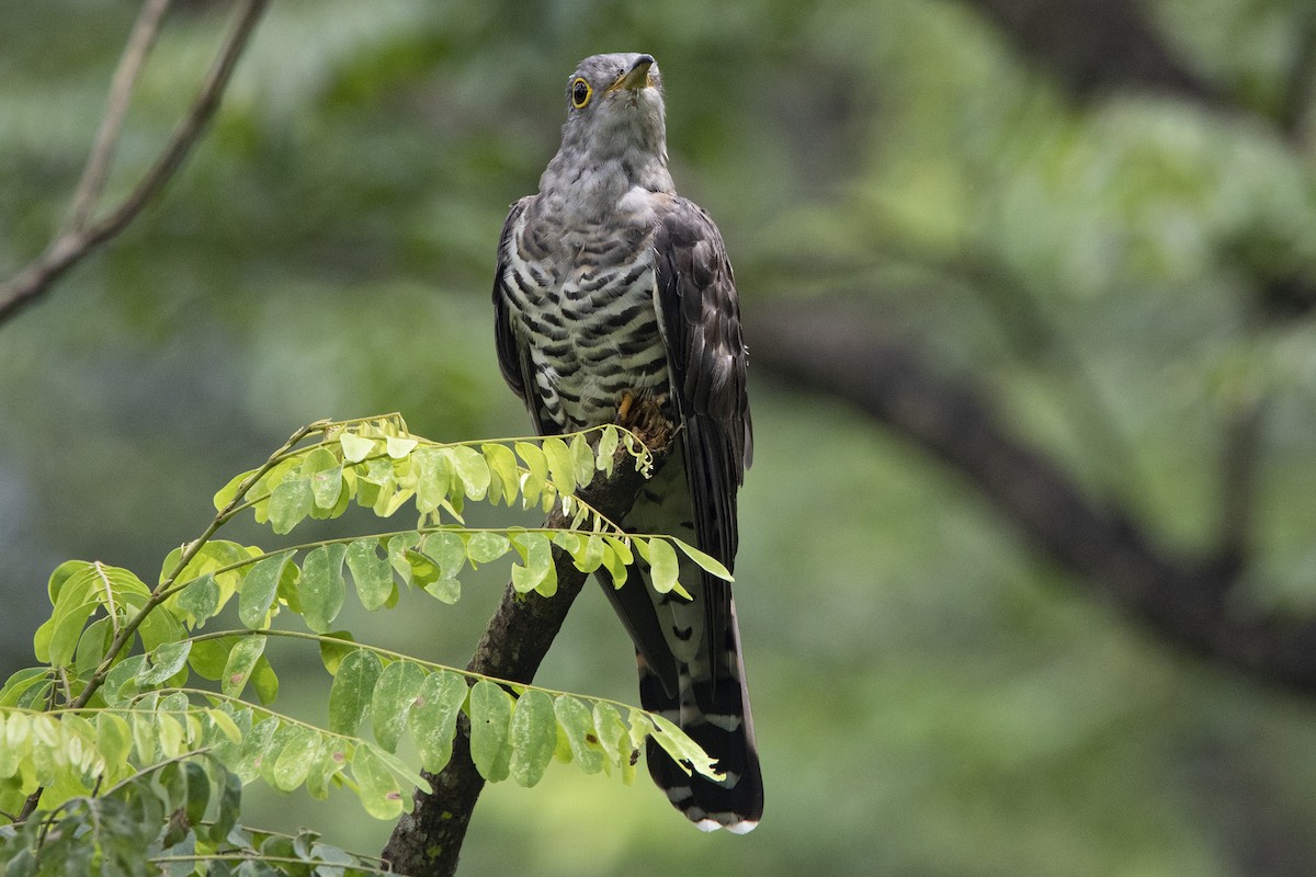 Indian Cuckoo - Nazes Afroz
