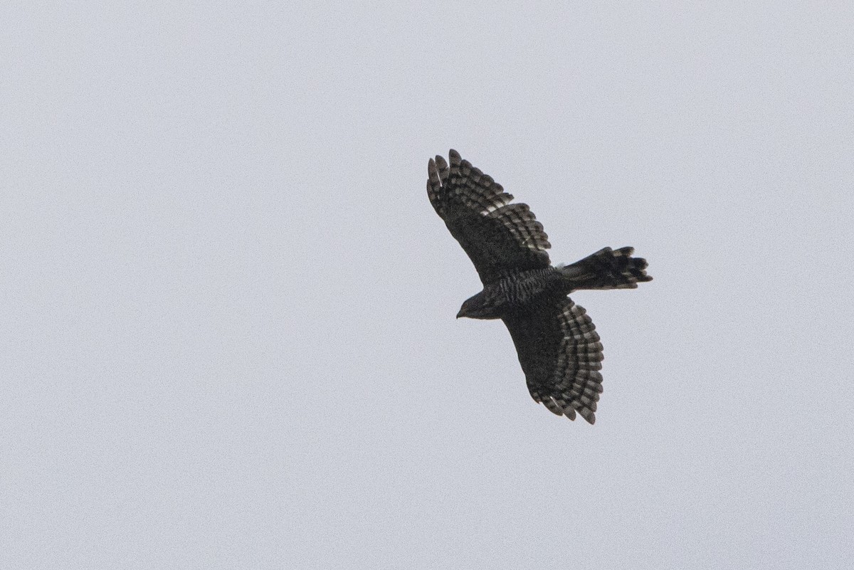 Crested Goshawk - ML608632240