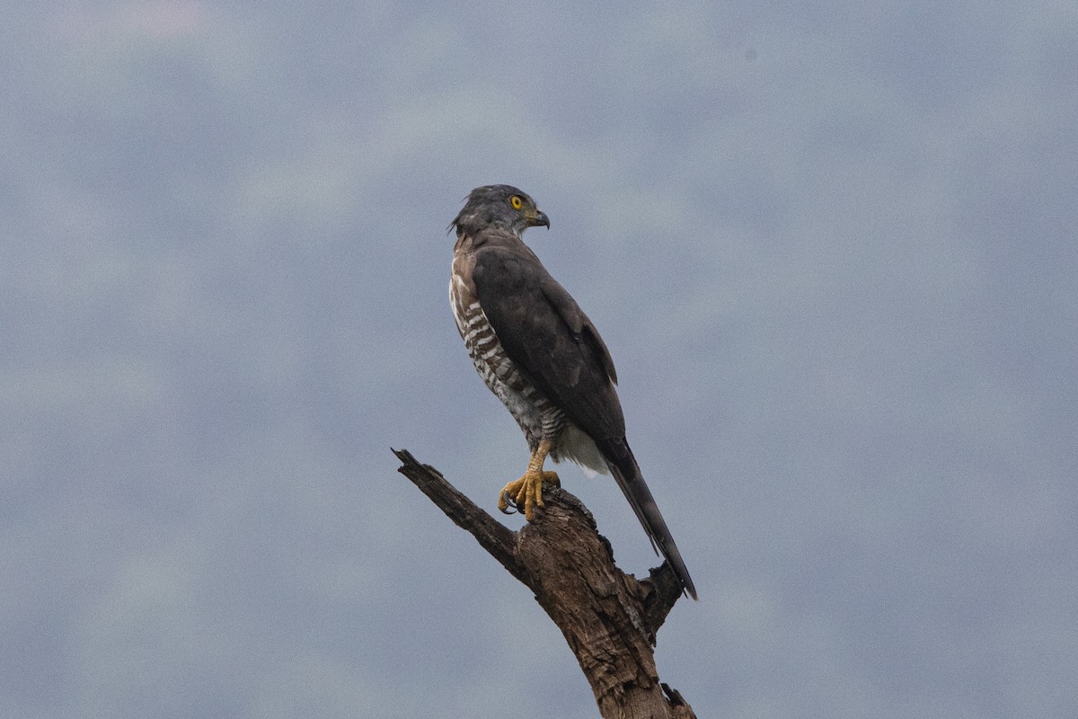 Crested Goshawk - ML608632243