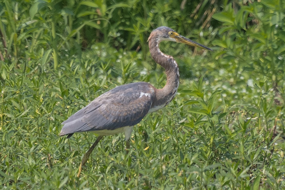 Tricolored Heron - ML608632280