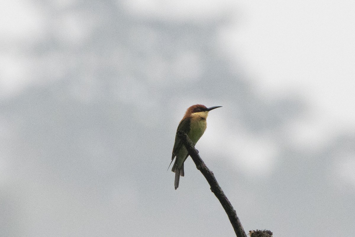 Chestnut-headed Bee-eater - ML608632384