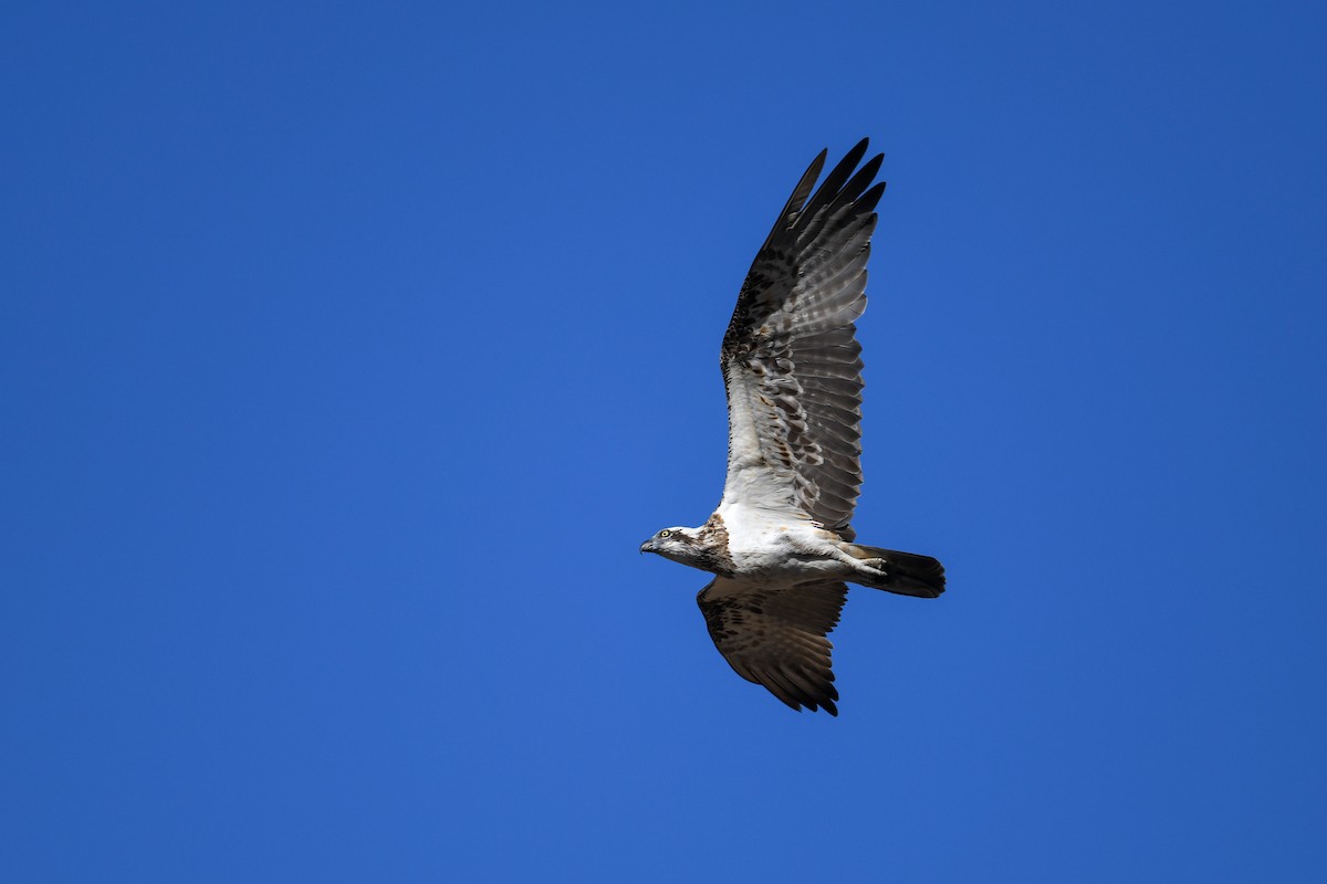 Osprey (Australasian) - Harn Sheng Khor