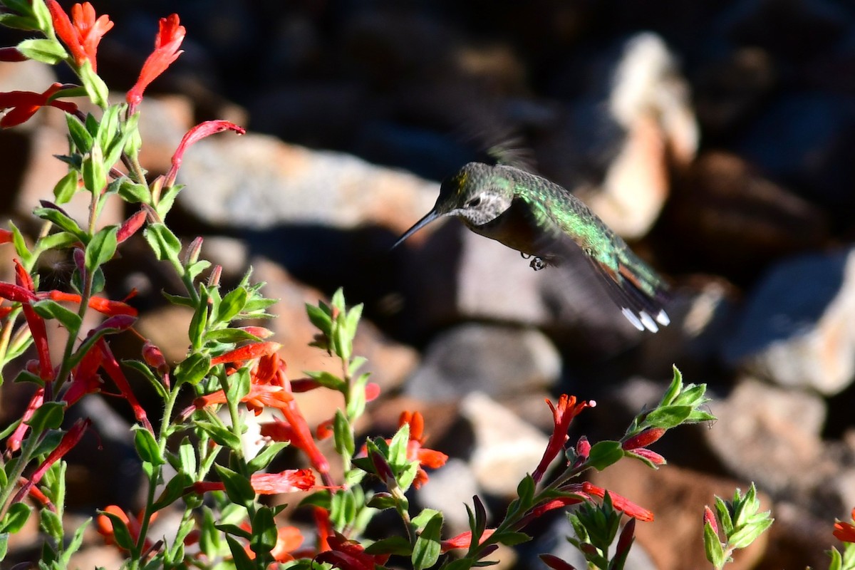 Broad-tailed Hummingbird - ML608632624
