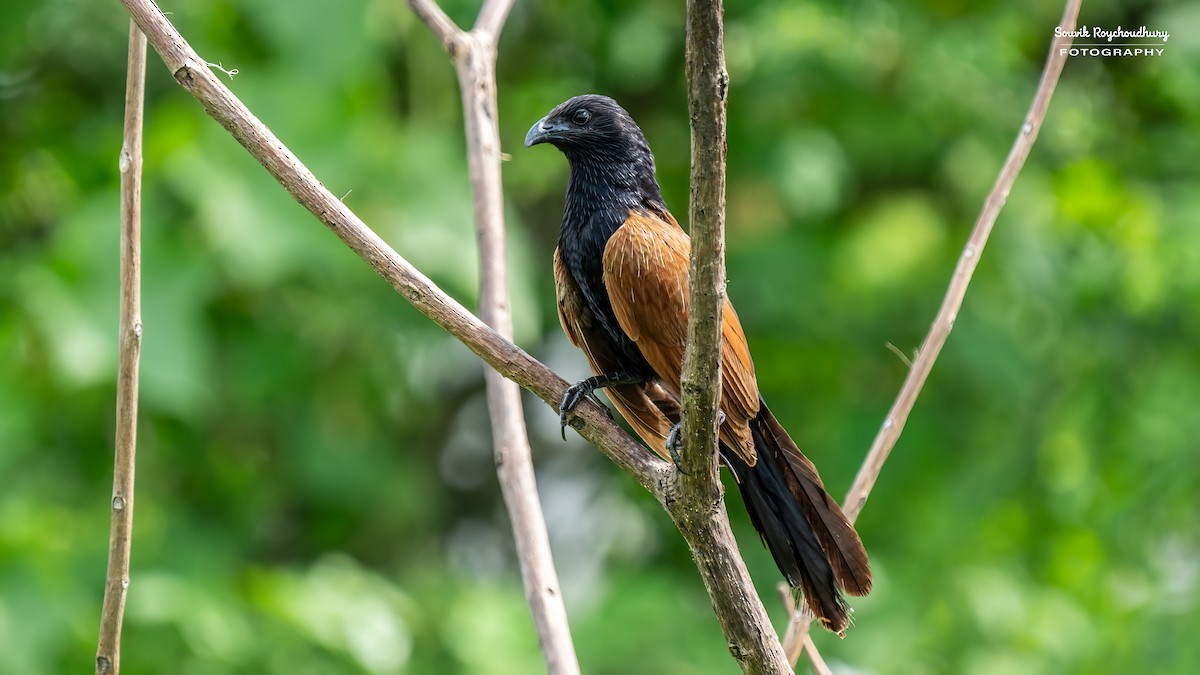 Lesser Coucal - Souvik Roychoudhury