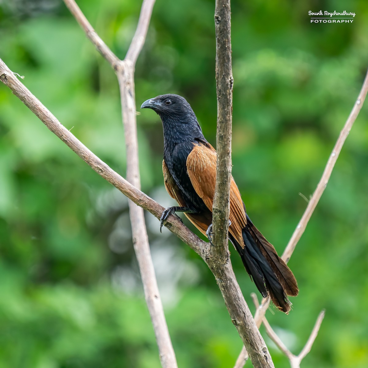 Lesser Coucal - Souvik Roychoudhury