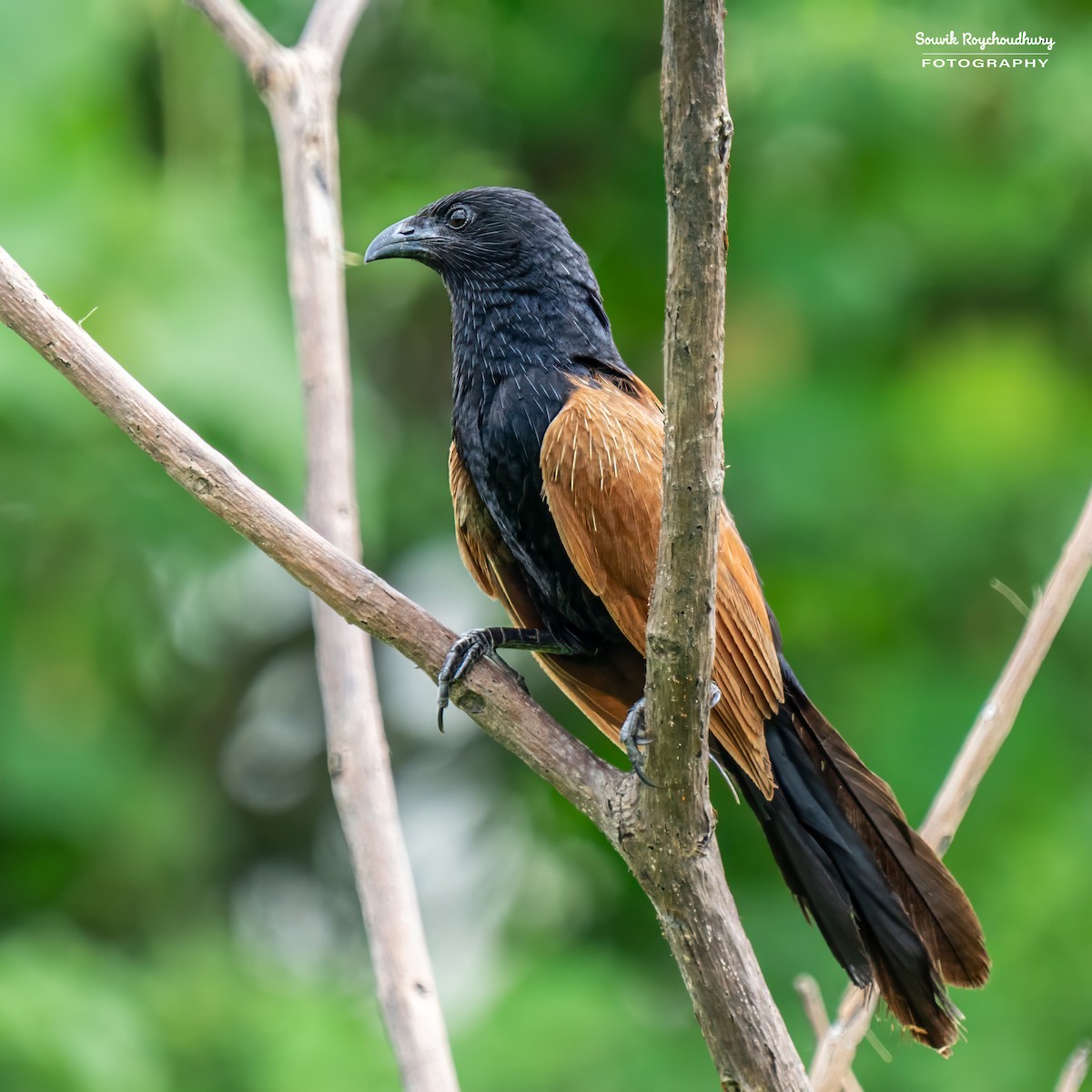 Lesser Coucal - Souvik Roychoudhury