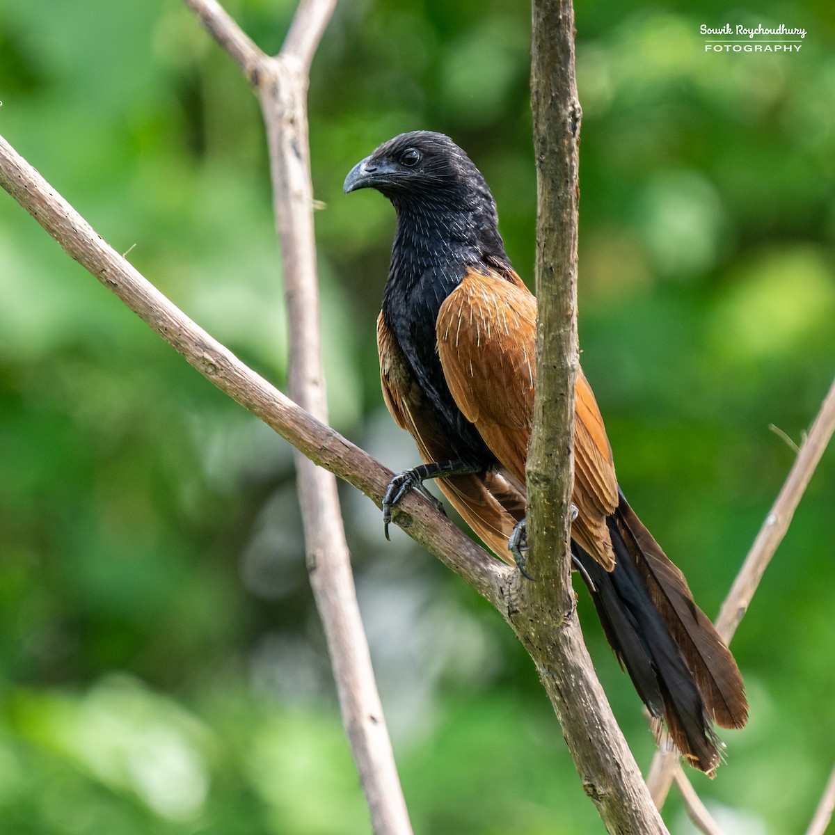 Lesser Coucal - Souvik Roychoudhury