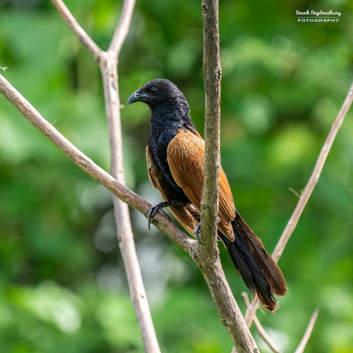 Lesser Coucal - Souvik Roychoudhury