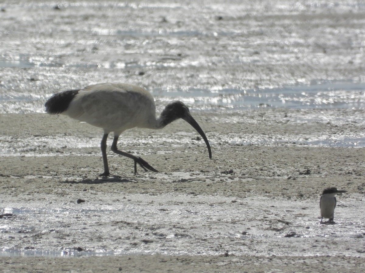 Australian Ibis - ML608632798