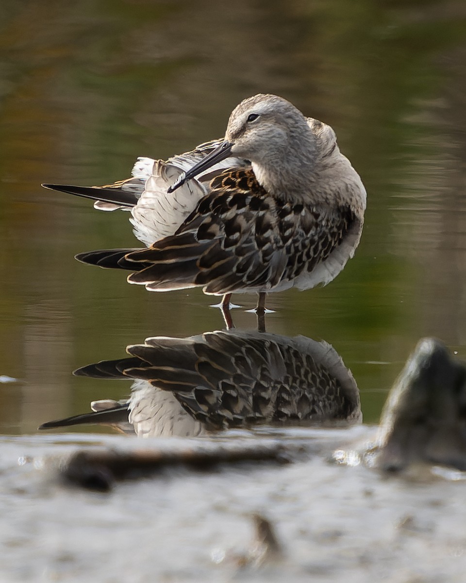 Stilt Sandpiper - ML608632800