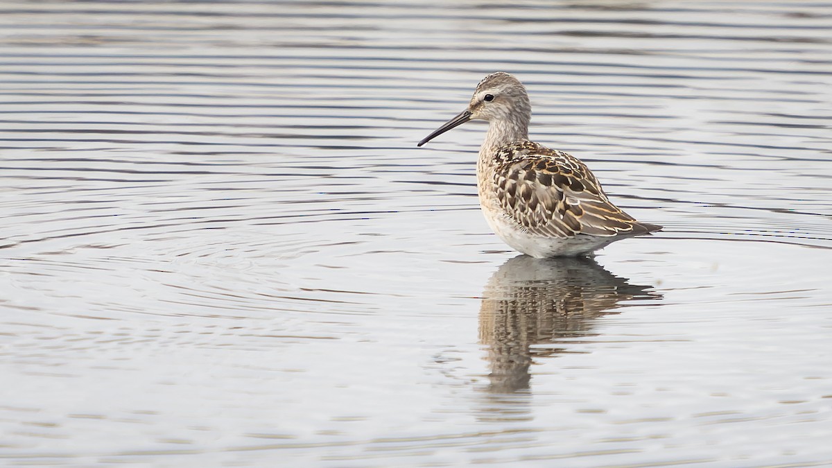 Stilt Sandpiper - ML608632801