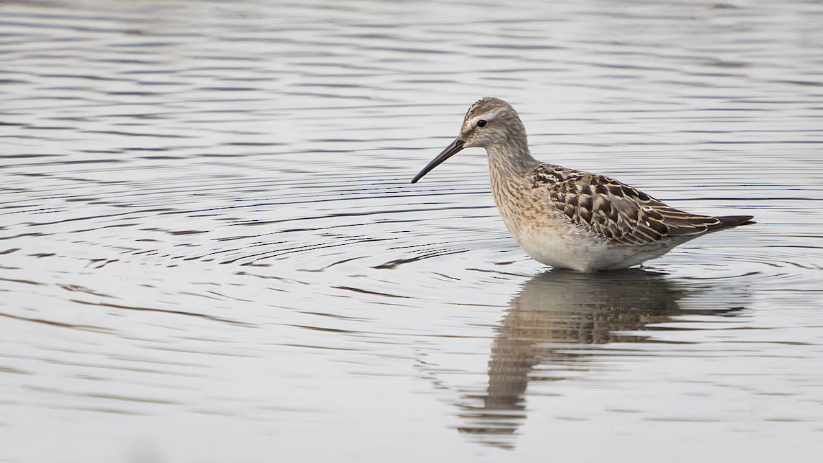 Stilt Sandpiper - ML608632803