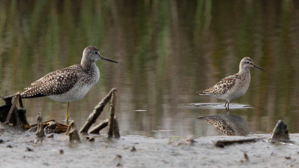 Stilt Sandpiper - Ali Kasperzak