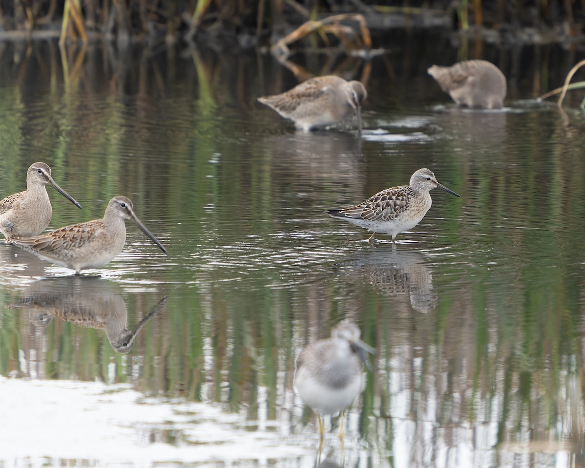 Stilt Sandpiper - ML608632805