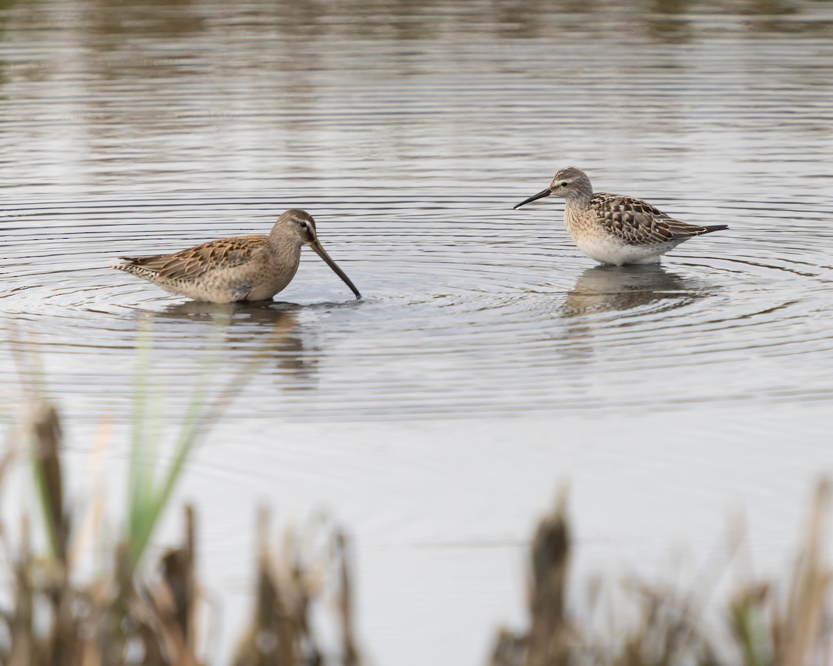 Stilt Sandpiper - ML608632806