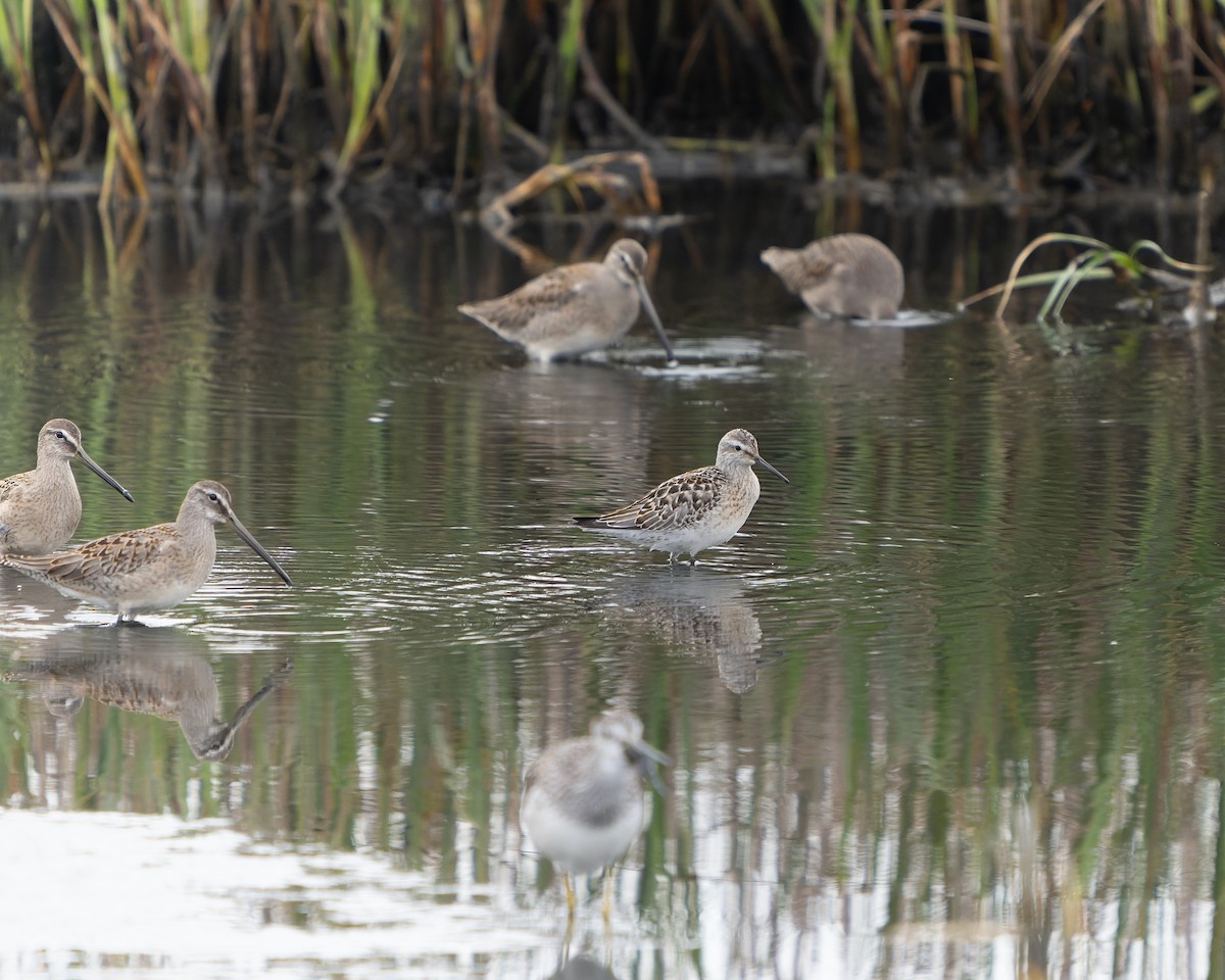 Stilt Sandpiper - ML608632807